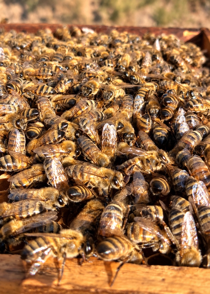 Geleneksel Karakovan: Mumundan Balına Doğal Petek